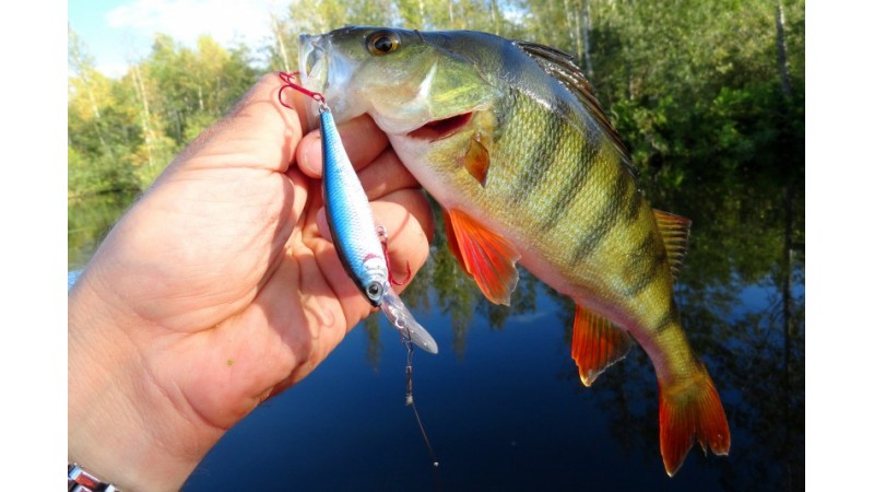 Як і яку рибу ловити навесні