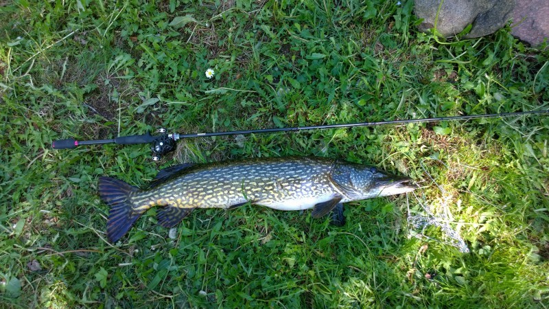 Як і на що ловити Щуку?