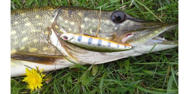 Як ловити щуку на воблер