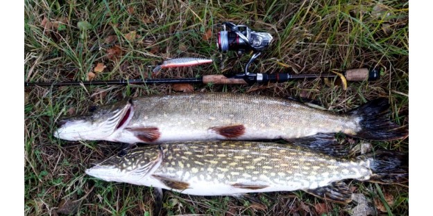 Як зловити щуку